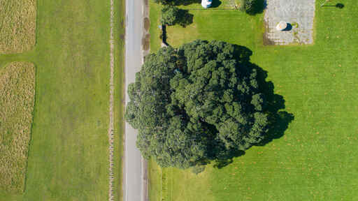 Largest Pōhutukawa in world